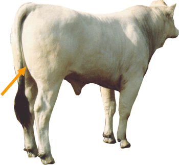 Beef Cattle Part - Twist