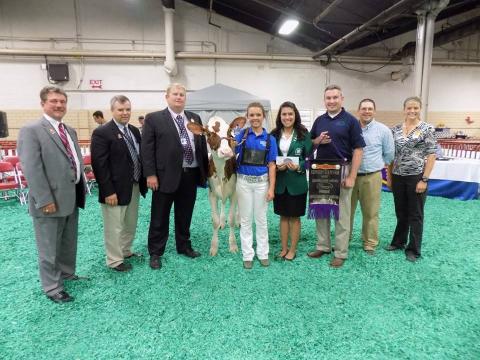 Showing Dairy Cattle