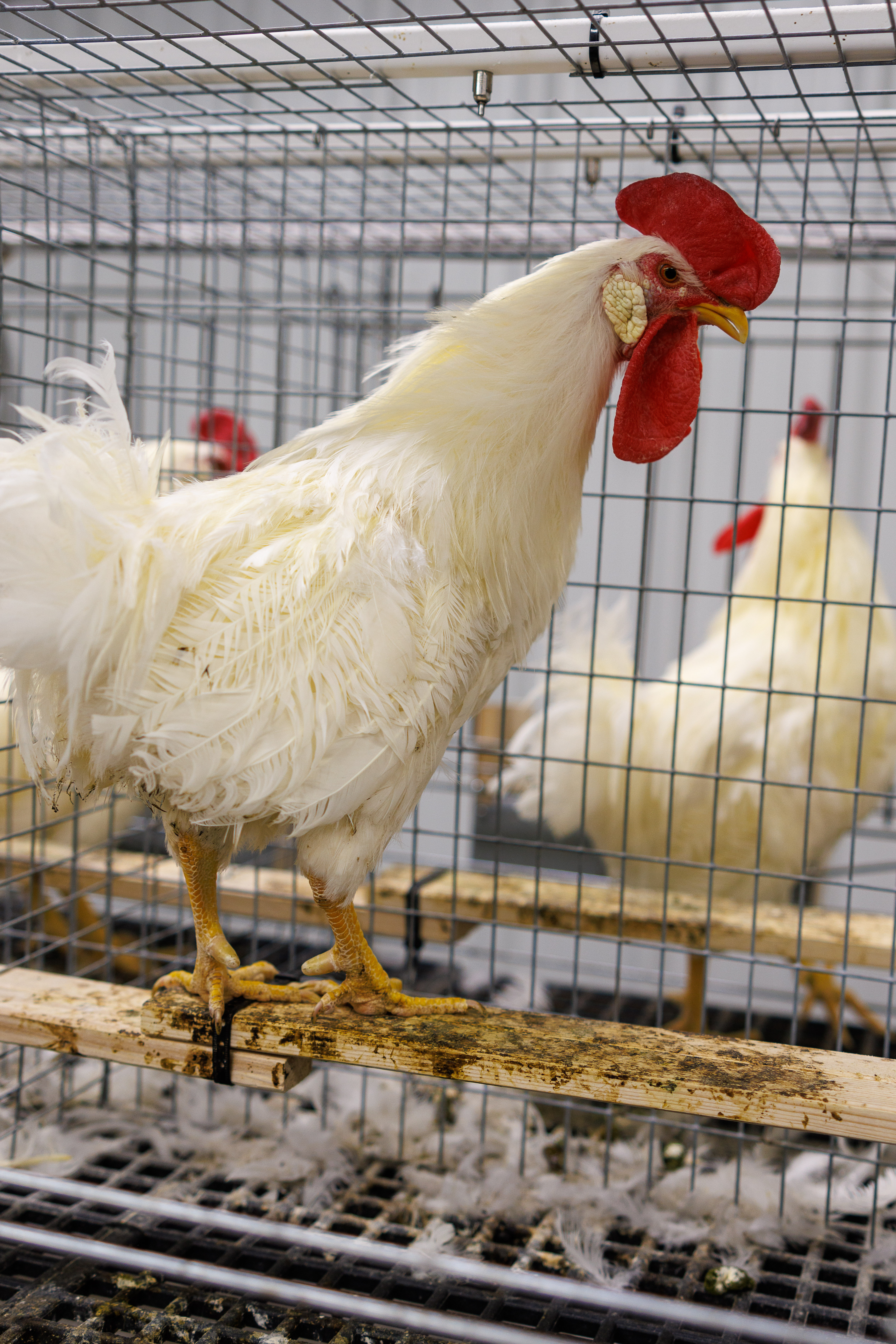 Individual rooster pens