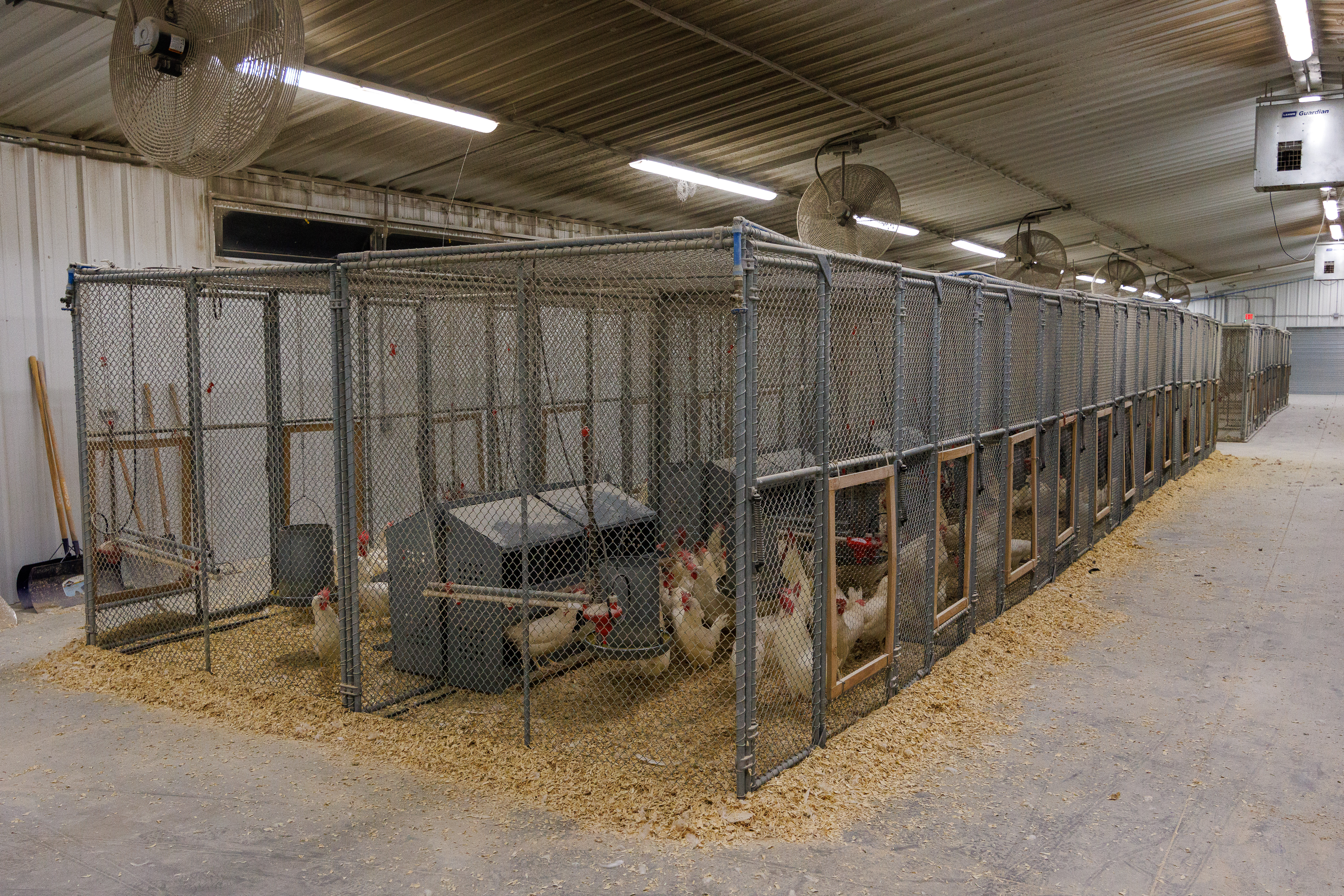 Floor pens for breeder flocks