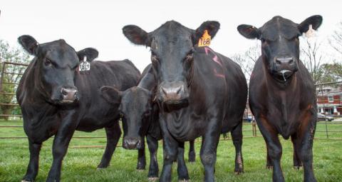 Four Cows Standing in a Row