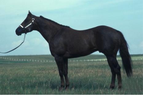 American Quarter Horse