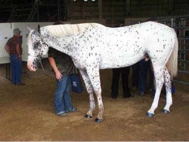 Appaloosa Horse