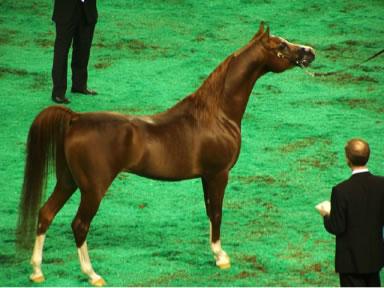 Arabian Horse