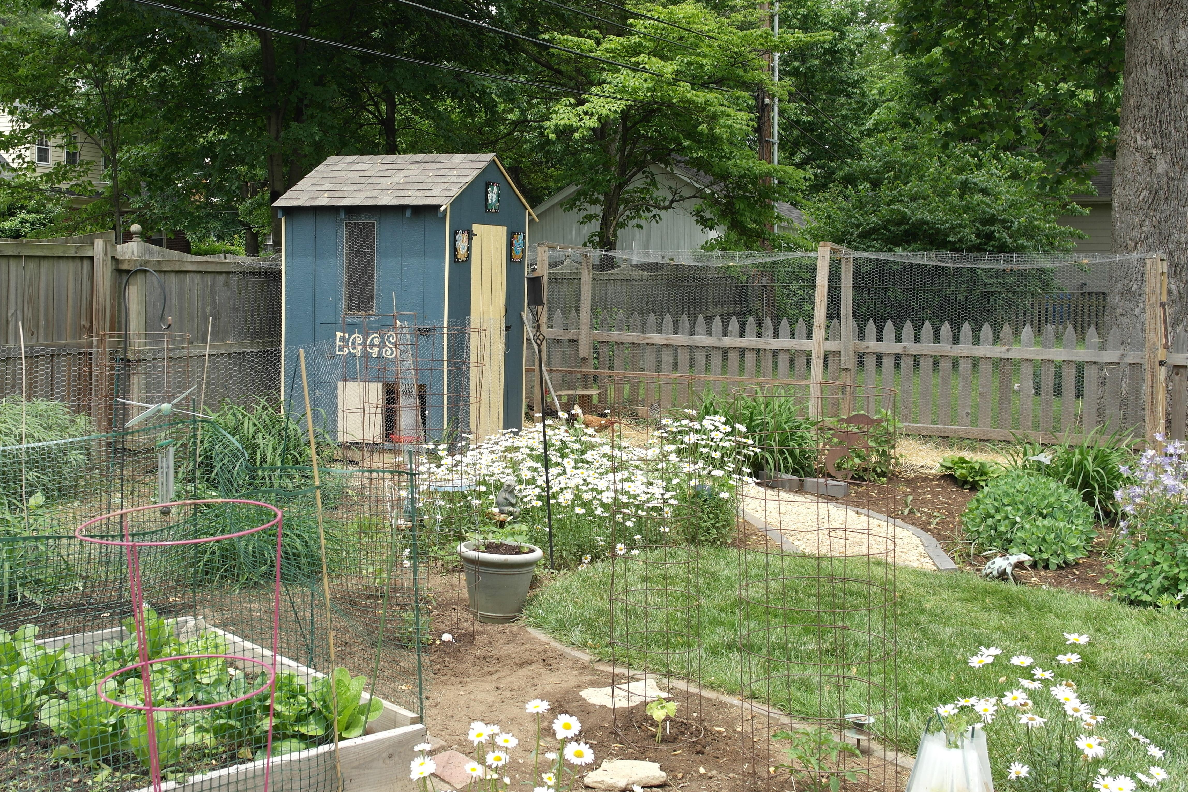 Backyard Flock