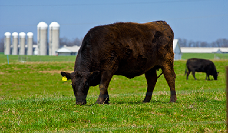 Cow Grazing