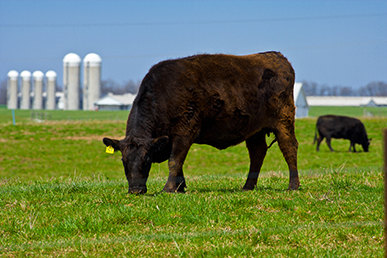 Beef Grazing