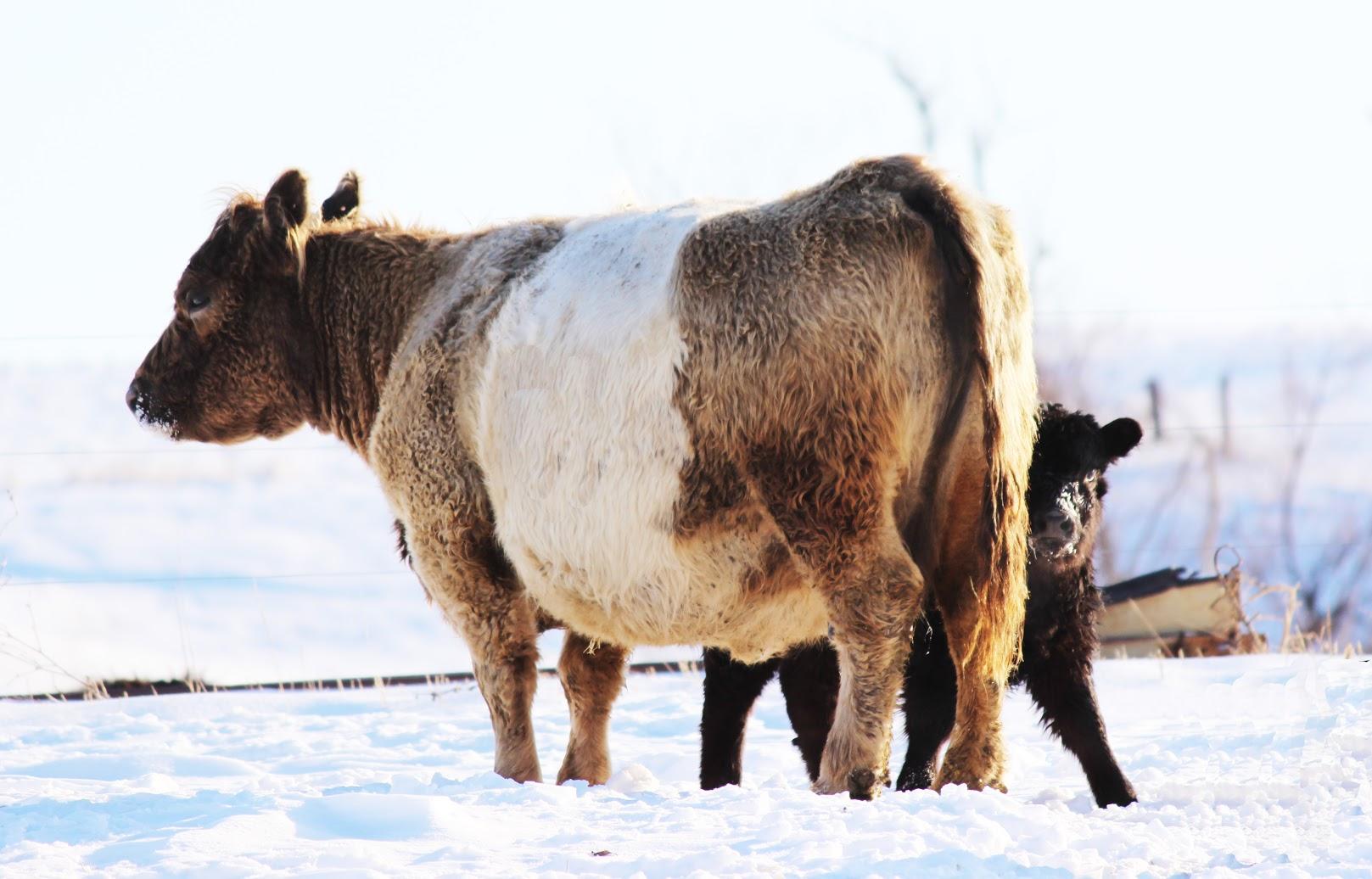 Belted Galloway - cow