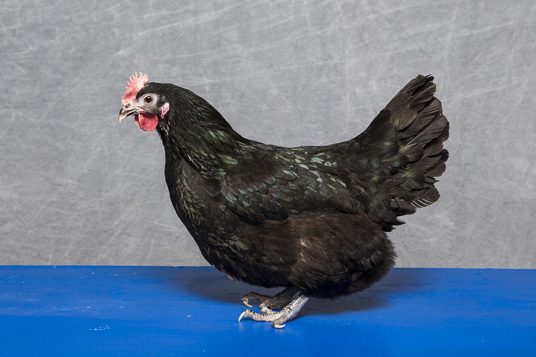 Black Australorp Female