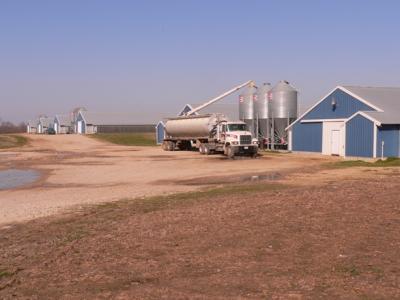 Broiler Farm Getting Feed