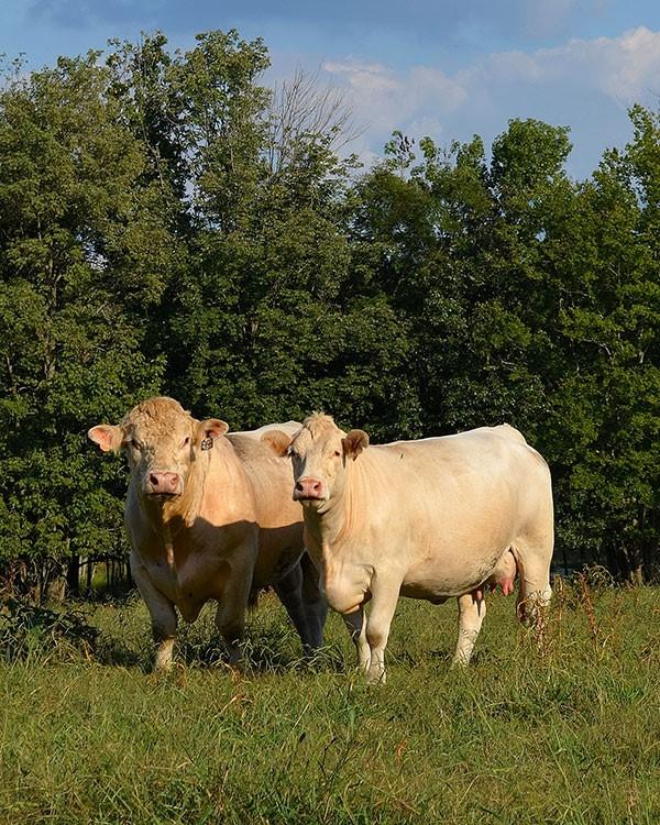 Charolais