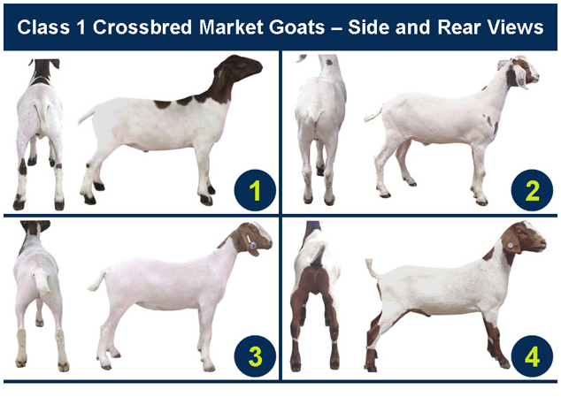 Class 1 Crossbred Market Goat Side Rear View