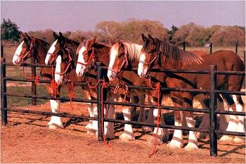 Clydesdale