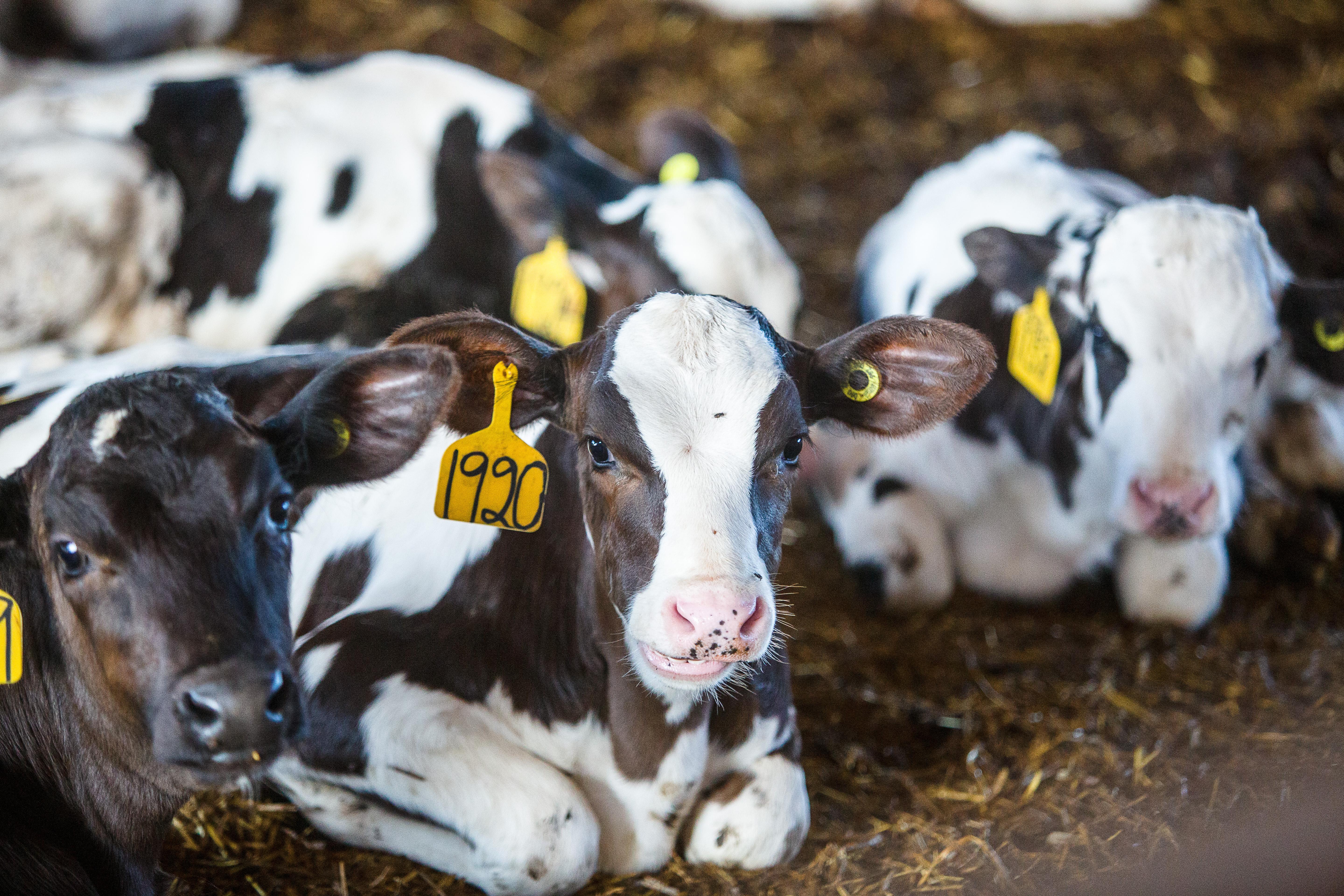 Dairy Calves