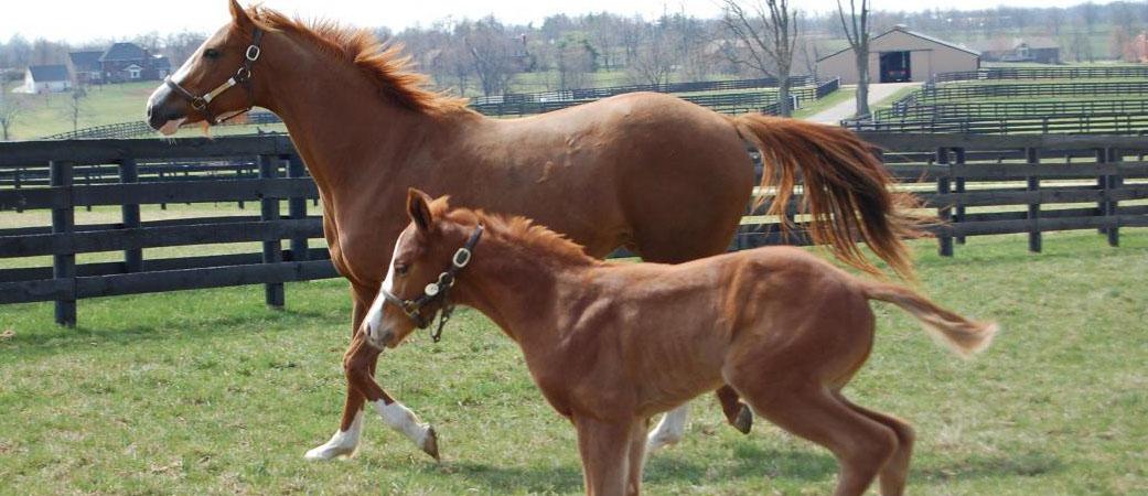 4-H Youth Horses