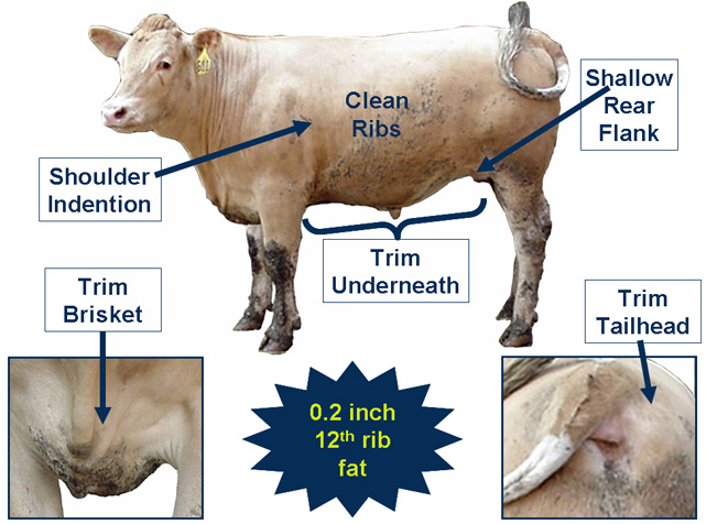 Estimating 12th rib fat cow