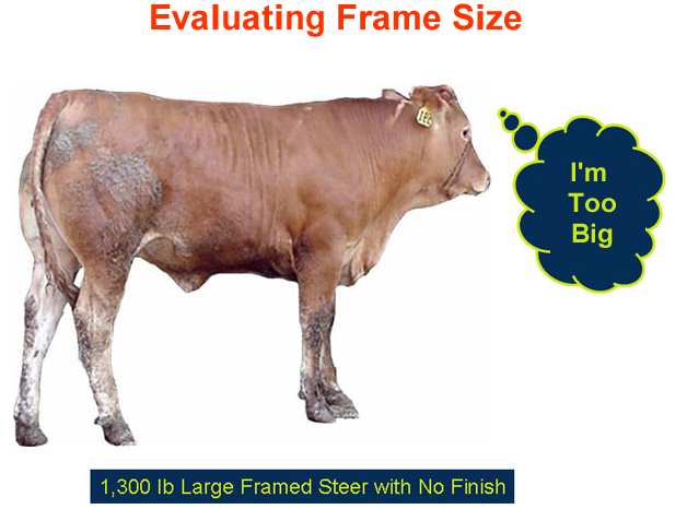 Evaluating Frame Size