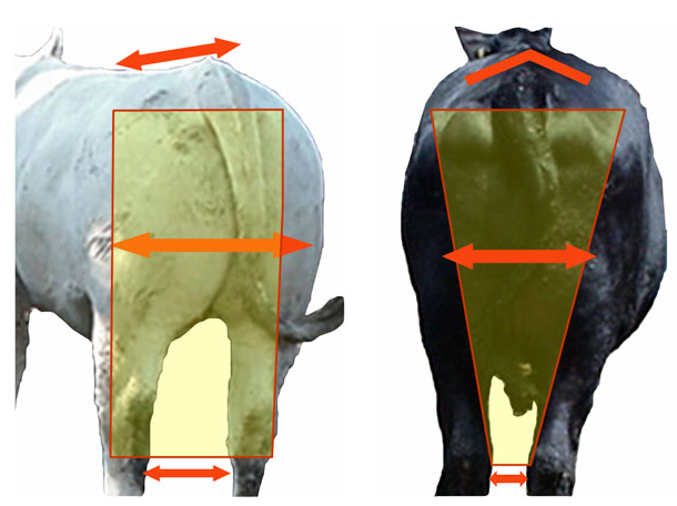 Evaluating Muscling cows