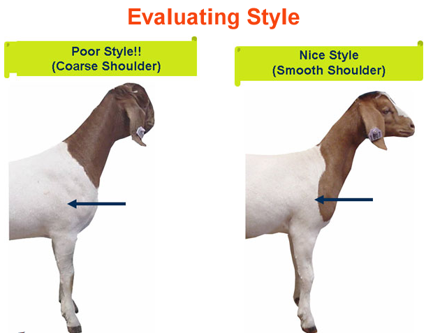 Evaluating Style Poor vs Nice Style