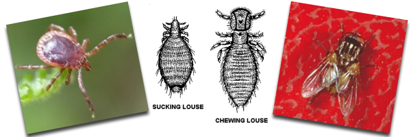 External Parasites Combo