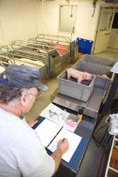 Swine research picture