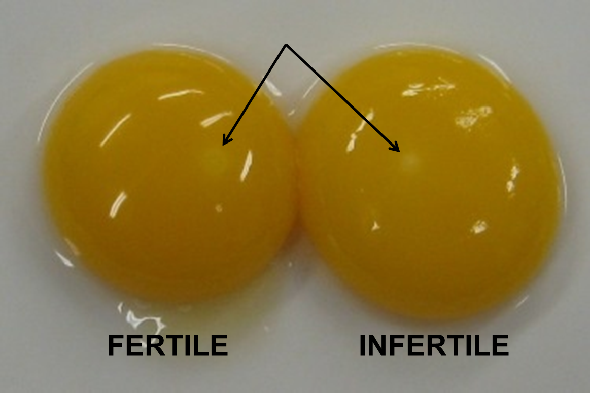 Fertile vs. Infertile