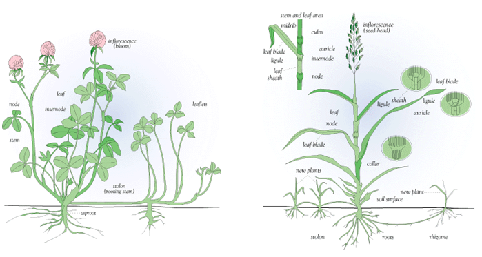 Forage Identification and Use