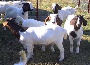 Boer Goat