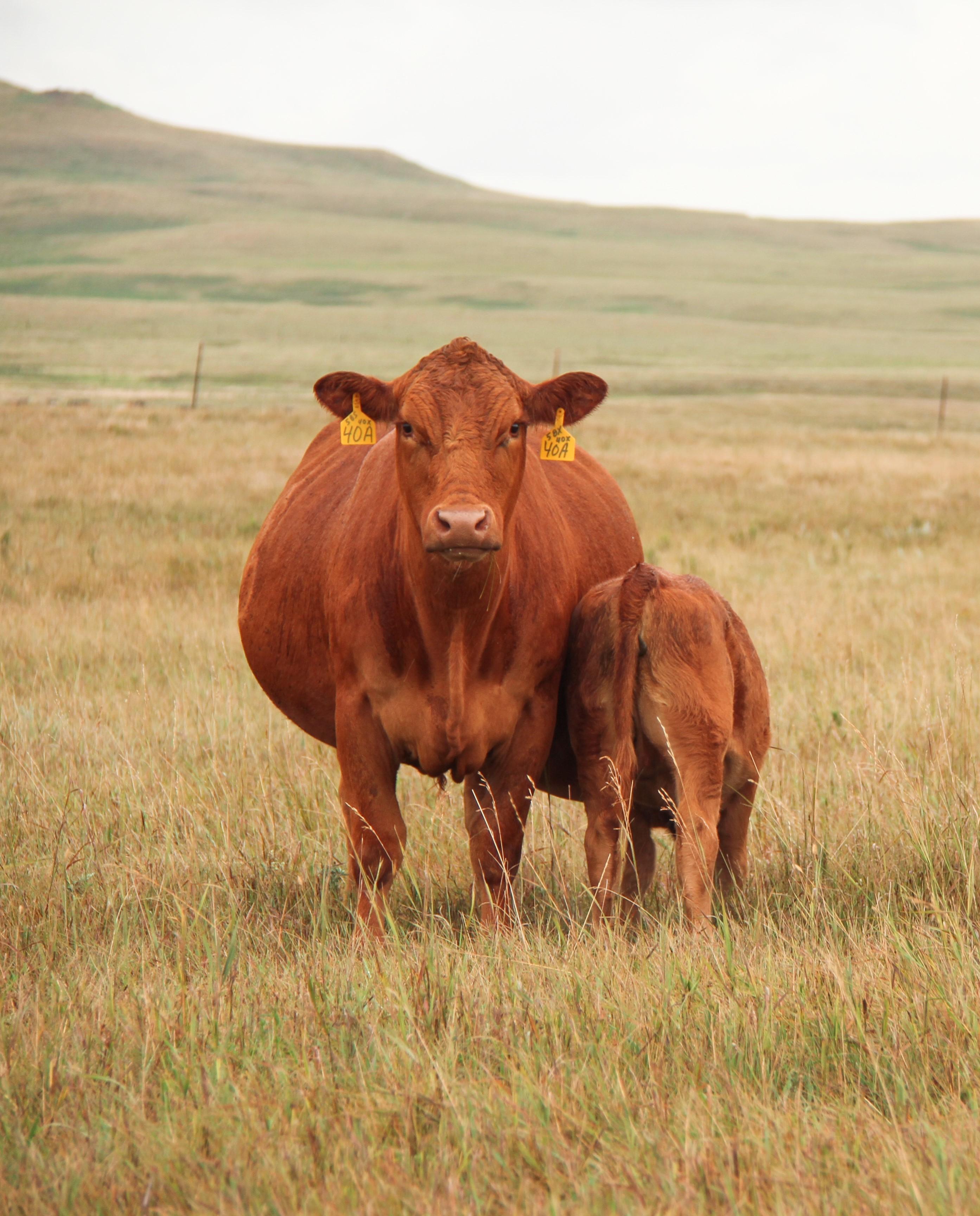 Gelbvieh cow