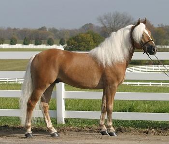 Haflinger