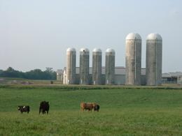 Beef Cattle Research