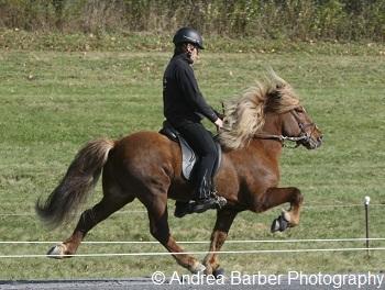 Icelandic Horse