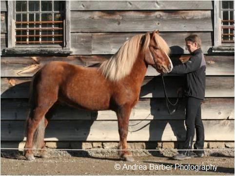 Icelandic Horse