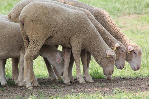 Sheep picture