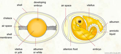 Incubated Egg