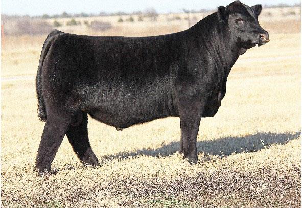 Maine Anjou Bull