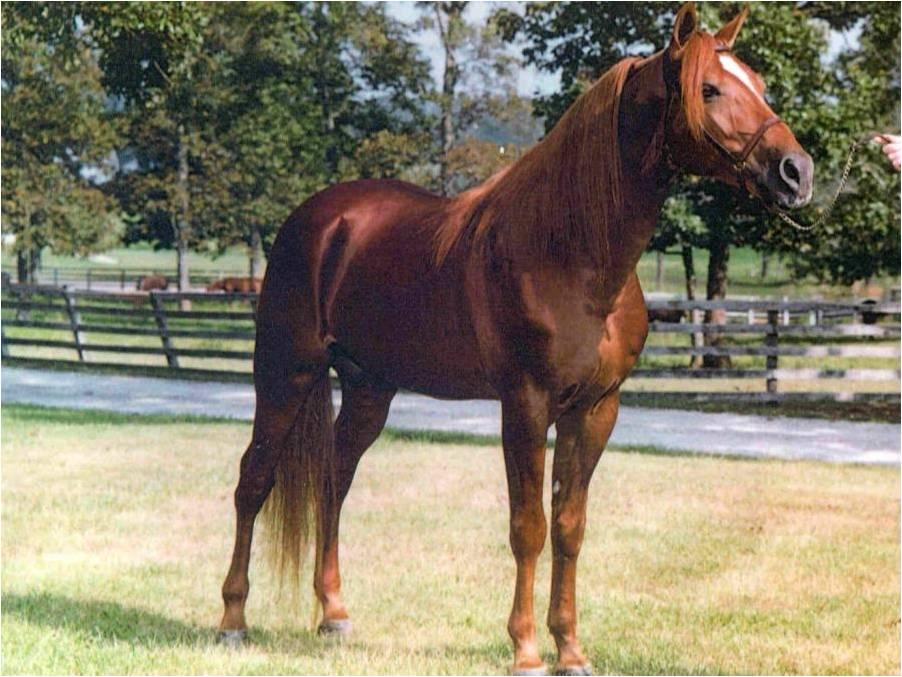 Missouri Fox Trotting Horse