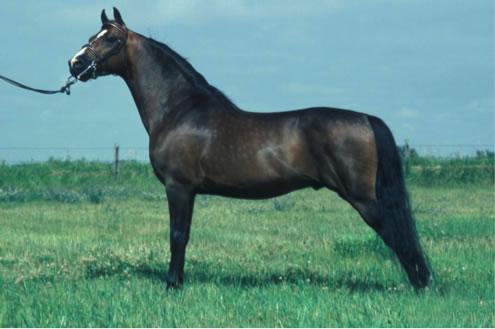 Morgan Horse