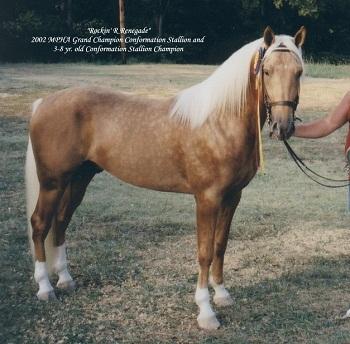 Mountain Pleasure Horse