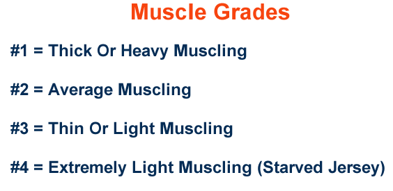 Muscle Grades Feeder Cattle