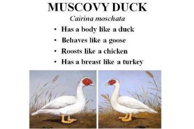 Muscovy