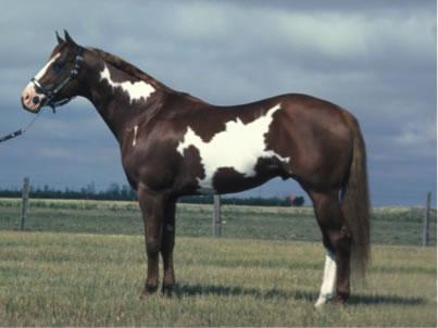 American Paint Horse