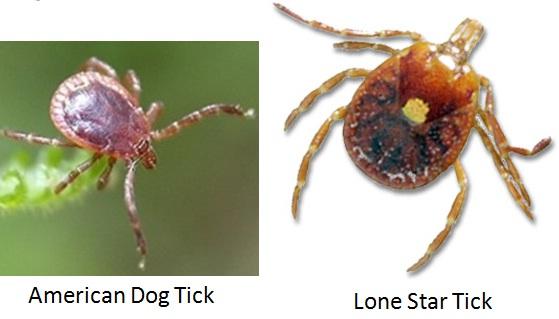 Ticks