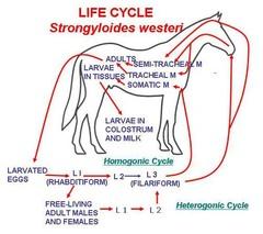 Strongyloides Westeri