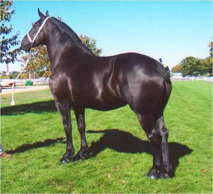 Percheron