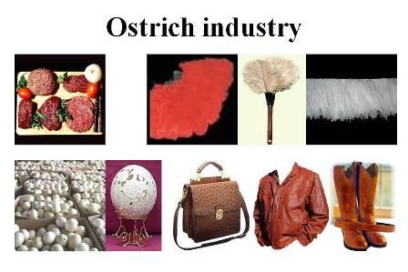 Products Ostrich