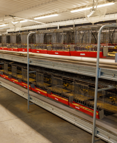 Pullet cages