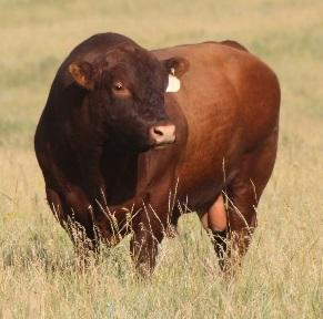 Red Angus - bull