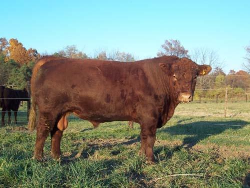 Red Poll - bull