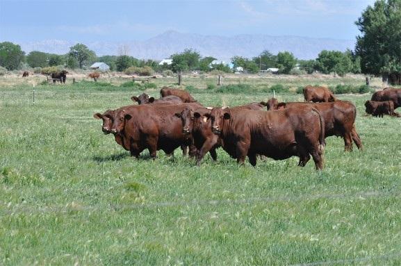 Santa Gertrudis - cow